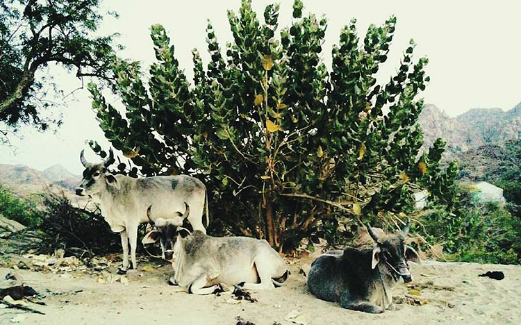 Desert Life in Sindh: The Case of Umerkot, Mithi and Nagarparkar