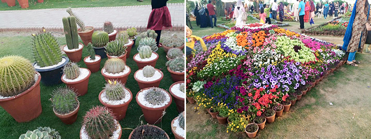 Karachi Annual Flower Show 2016