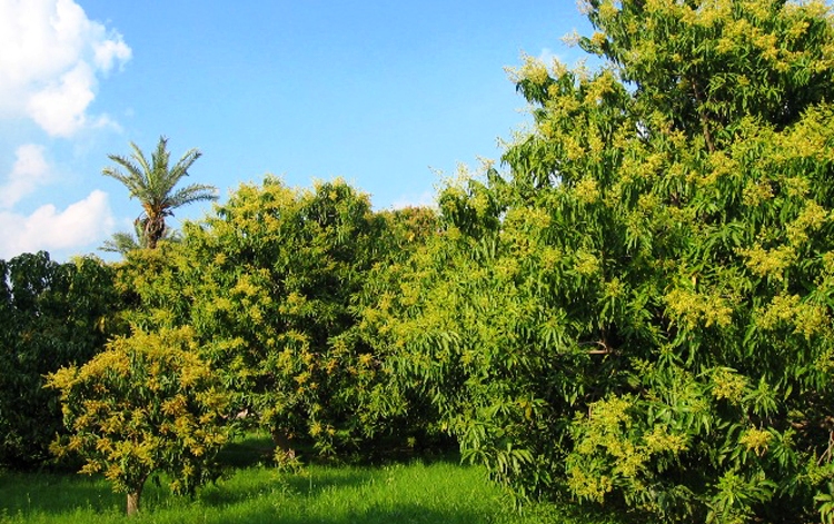 Mango Farms in Multan