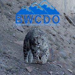 Saving the snow leopard: the role of the BWCDO