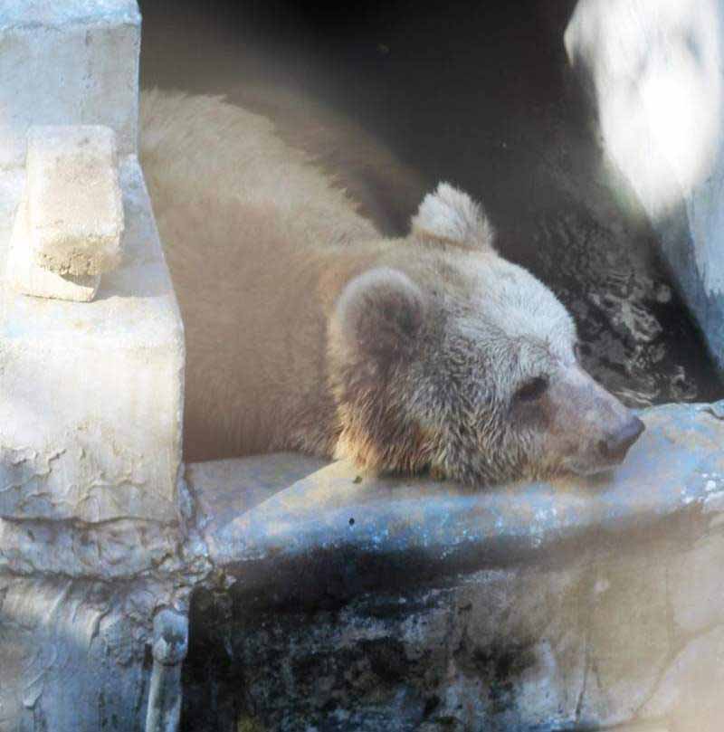 Karachi zoo animals information