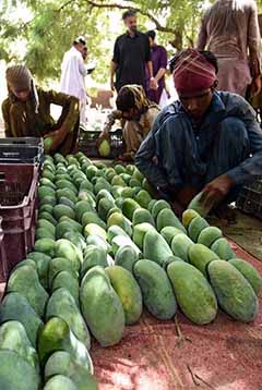 Pakistani Mangoes: The Best of Nature
