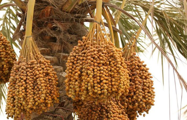 Dates Growing in Sukkur 