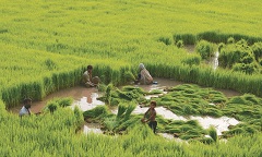 哈菲扎巴德——水稻的传奇史
