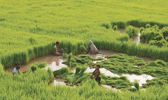 Hafizabad: Romance of Rice