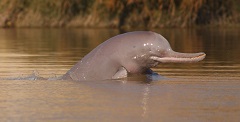 布兰：印度河盲海豚