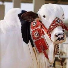 Eid-ul-Azha: Time for Cattle Shopping