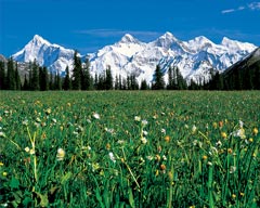 A Sea of Flowers in Zhaosu: A Dreamland