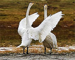 Bayanbulak: The Beautiful Homeland of Swans