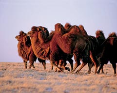 Developing Camel Milk Production on the Silk Road