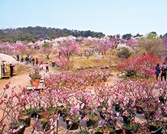 â€œèµèŠ±ç»æµŽâ€æ¿€æ´»ç”Ÿæ€å†œä¸šæ–°ä»·å€¼