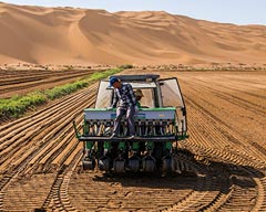 Growing Rice at the Foot of Sand Hills in Xinjiang, China