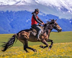 Horse Culture Tourism Booming in Xinjiang