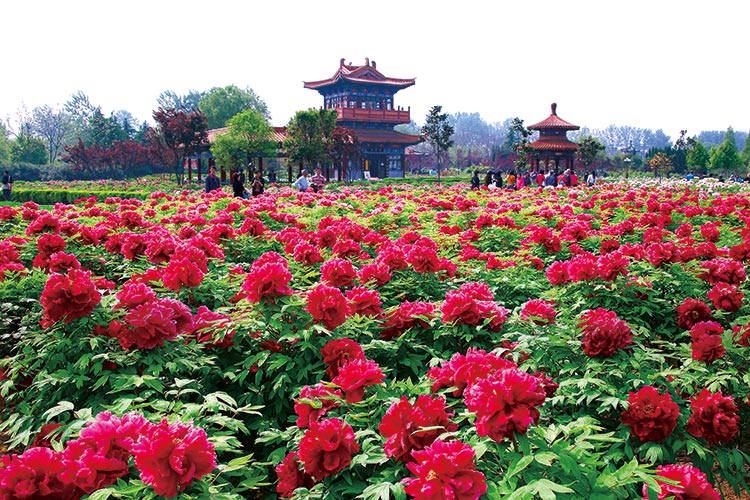 Luoyang The Cultural Fragrance Of Peony Youlin Magazine