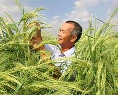 Rice Grown in Saline Lands Turning Desert-like Areas into Farms