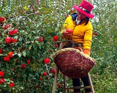 The Internet Changes Fruit Farmer