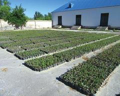 Xinjiang Foresters Safeguarding the Gene Bank of Poplar Trees