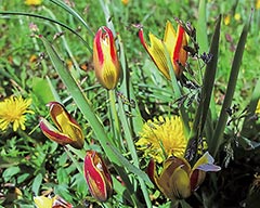 Xinjiang Tulip: A Harbinger of Spring