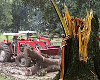 Felling of Trees along the Lahore Canal
