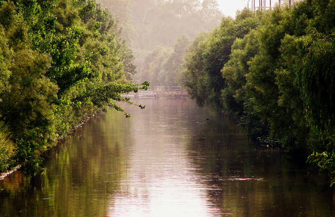 Felling of Trees along the Lahore Canal