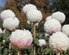 Chrysanthemum Flower Show at Rose and Jasmine Garden, Islamabad
