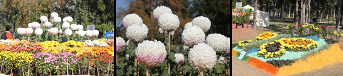 Chrysanthemum Flower Show at Rose and Jasmine Garden, Islamabad